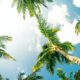 Palm Trees and Sunshine